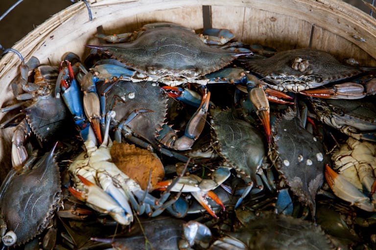 A close-up view of fresh blue crabs in a wooden basket, showcasing vibrant colors and seafood freshness.