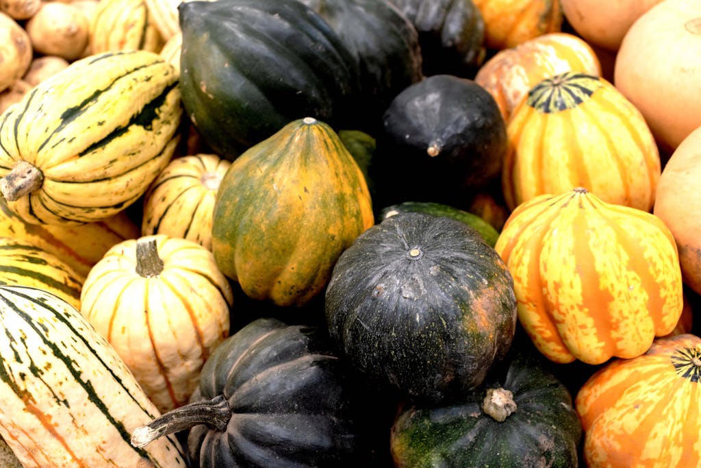 A colorful collection of organic pumpkins and squash from a fall harvest.
