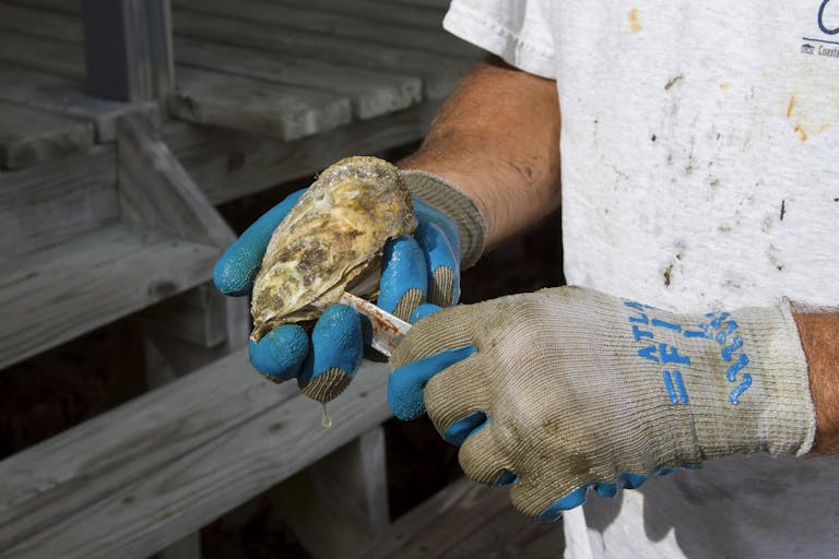 Close-up of hands shucking fresh oyster on a dock, showcasing seafood preparation.