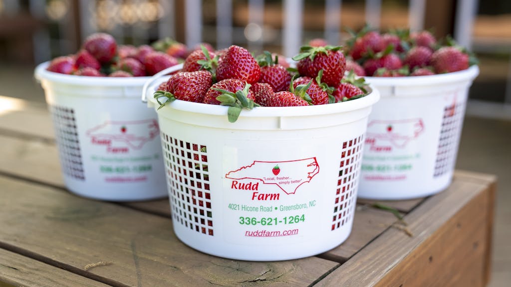 Fresh baskets of ripe strawberries from Rudd Farm, Greensboro, NC.